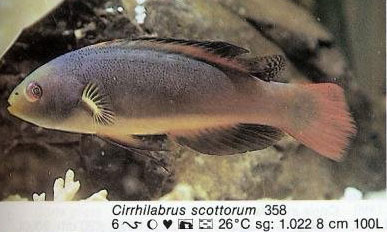 Cirrhilabrus scottorum
